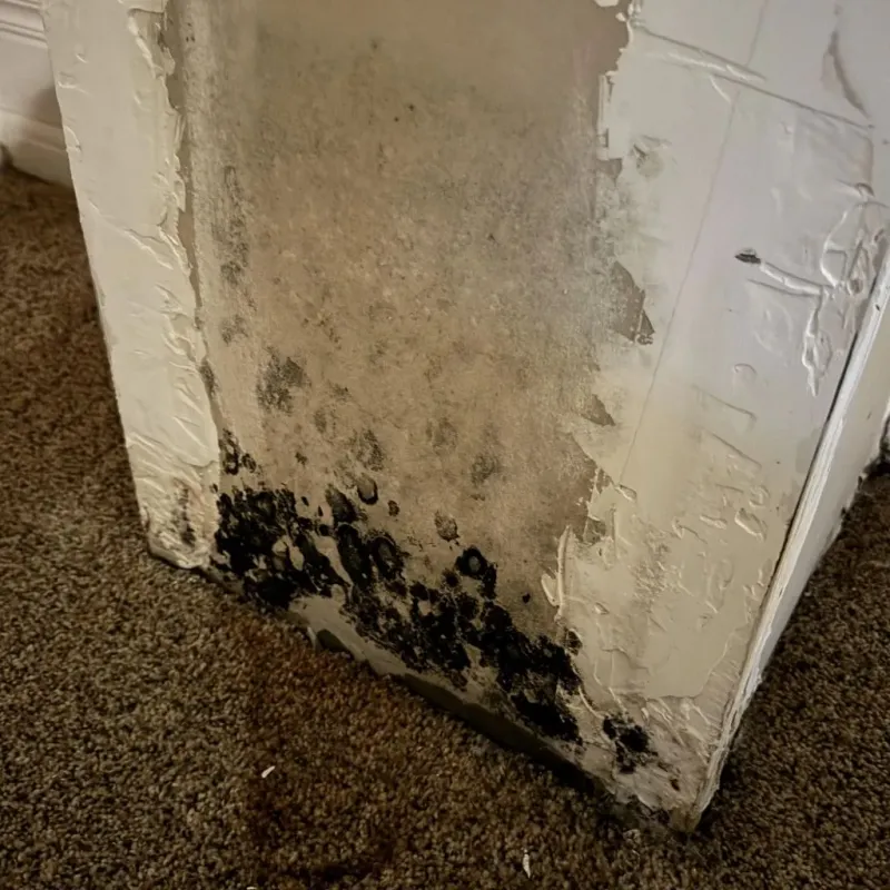 Professional Mold Removal in Decatur, AL